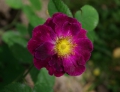 Rosa. gallica 'Violacea'