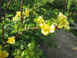 Canary-Bird-Xanthina-H
