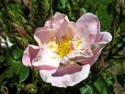 Bild 1 von Sourire Rose