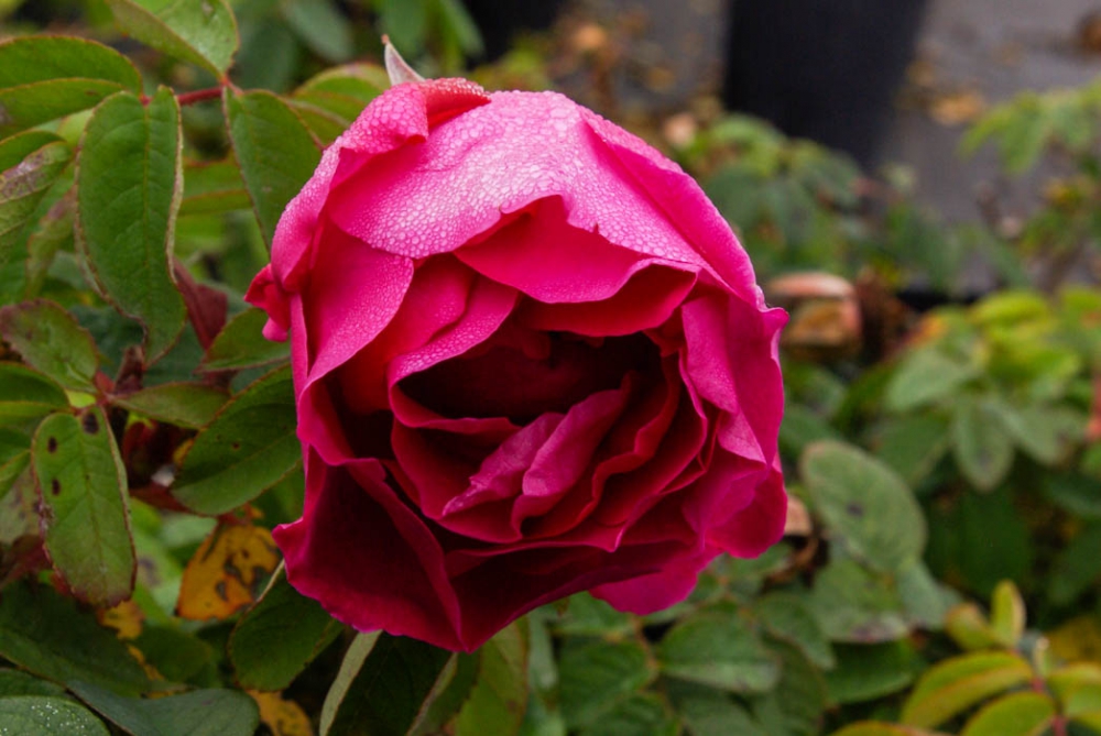 Bild 1 von Rose à Parfum de l'Haÿ