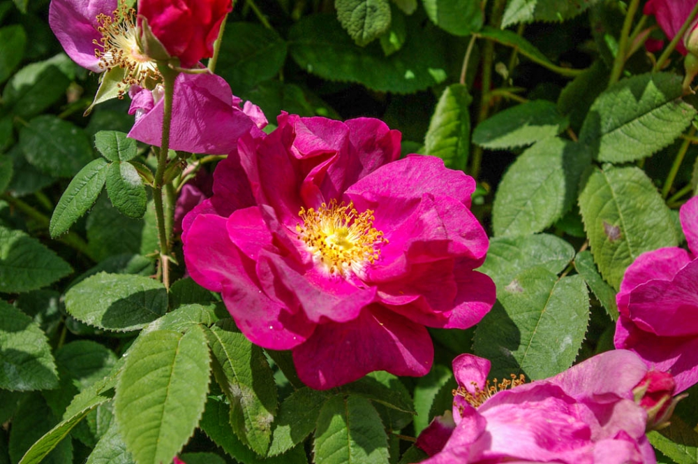 Bild 1 von Rosa gallica 'Officinalis'