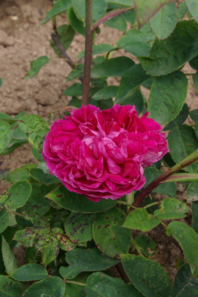 Bild 1 von Rose du Roi à fleurs pourpres