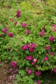 Bild 2 von À  fleurs doubles violettes