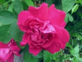 Bild 1 von Rose à Parfum de l'Haÿ