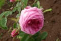 Bild 1 von Rosa centifolia 'Major'