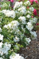 Bild 2 von Morden Snow Beauty