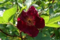 Bild 1 von Basye's Purple Rose