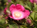 Bild 1 von Rosa forrestiana Boulenger