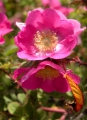 Bild 2 von Rosa forrestiana Boulenger