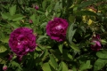 Bild 3 von À  fleurs doubles violettes