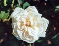 Fürstin von Pless