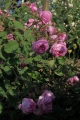 Bild 3 von Rosa centifolia 'Major'