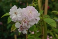 Bild 1 von Paul's Himalayan Musk Rambler