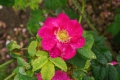 Bild 1 von Rosa. gallica 'Splendens'