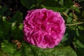 Bild 1 von Reine des Violettes helle Variante