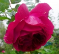 Bild 1 von Wenzel Geschwind
