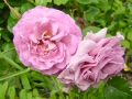 Magenta, Kordes Floribunda