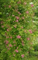 Bild 2 von Wartburg, Multiflora