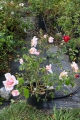 Bild 2 von Mevrouw A. del Court van Krimpen