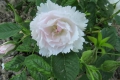 Fimbriata