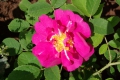 The Portland Rose