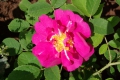 Bild 1 von The Portland Rose