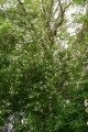 Bild 2 von Paul's Himalayan Musk Rambler