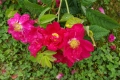 Bild 3 von Rosa. gallica 'Splendens'