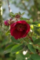Bild 2 von Basye's Purple Rose