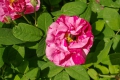 Bild 1 von Rosa. gallica 'Versicolor'