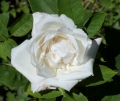 Marguerite Guillard