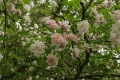 Bild 3 von Paul's Himalayan Musk Rambler