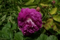 À  fleurs doubles violettes