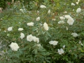 Bild 2 von Ducher