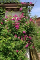 Bild 2 von Himmelsauge