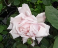 Bild 2 von Viscountess Folkestone
