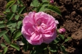 Bild 2 von Rosa centifolia 'Major'