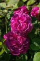 Bild 3 von Reine des Violettes