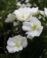 Bild 1 von Morden Snow Beauty